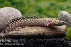 Schmuck-Flösselhecht, Polypterus ornatipinnis, NZ