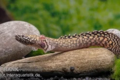 Schmuck-Flösselhecht, Polypterus ornatipinnis, NZ