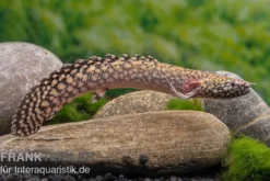 Schmuck-Flösselhecht, Polypterus ornatipinnis, NZ