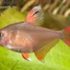 Schmucksalmler, Hyphessobrycon bentosi