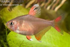 Schmucksalmler, Hyphessobrycon bentosi