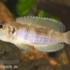 Schneckenbuntbarsch gold, Lamprologus ocellatus, DNZ