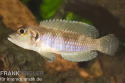 Schneckenbuntbarsch gold, Lamprologus ocellatus, DNZ