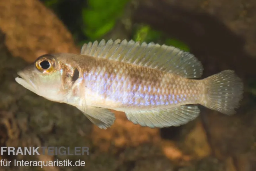 Schneckenbuntbarsch gold, Lamprologus ocellatus, DNZ