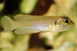 Schneckenbuntbarsch gold, Lamprologus ocellatus, DNZ