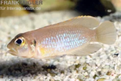 Schneckenbuntbarsch gold, Lamprologus ocellatus, DNZ
