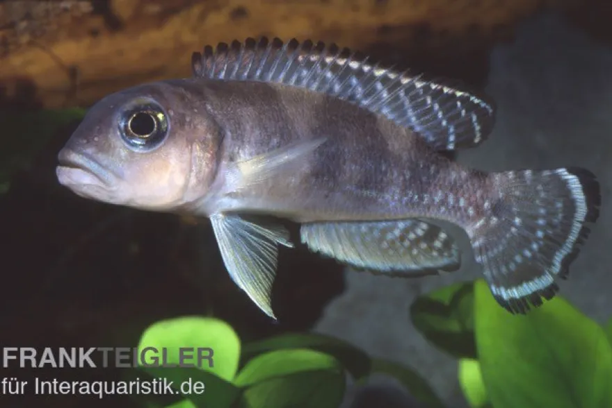 Schneckenbuntbarsch, Lamprologus ornatipinnis