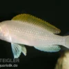 Schneckenbuntbarsch, Neolamprologus caudopunctatus
