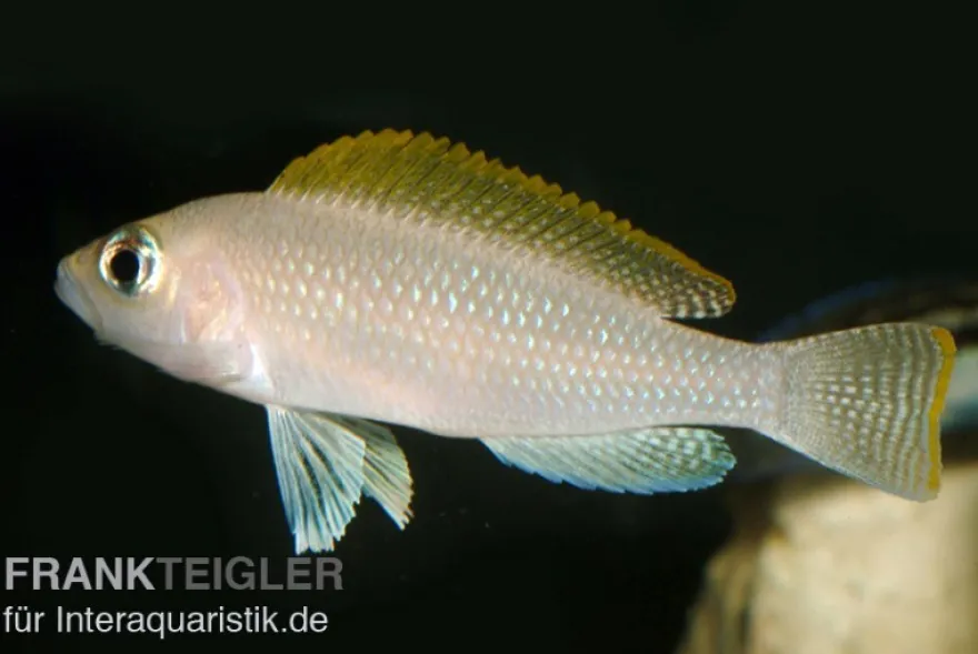 Schneckenbuntbarsch, Neolamprologus caudopunctatus