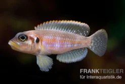Schneckenbuntbarsch Silver Tip, Lamprologus ocellatus Silver Tip, DNZ