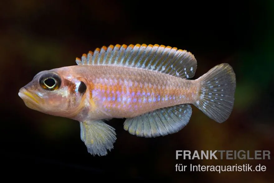Schneckenbuntbarsch Silver Tip, Lamprologus ocellatus Silver Tip, DNZ