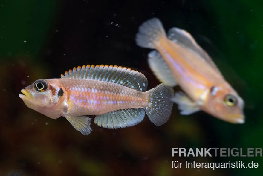 Schneckenbuntbarsch Silver Tip, Lamprologus ocellatus Silver Tip, DNZ