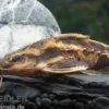 Schneckendornwels, Megalodoras irwini (Megalodoras uranoscopus)