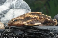 Schneckendornwels, Megalodoras irwini (Megalodoras uranoscopus)