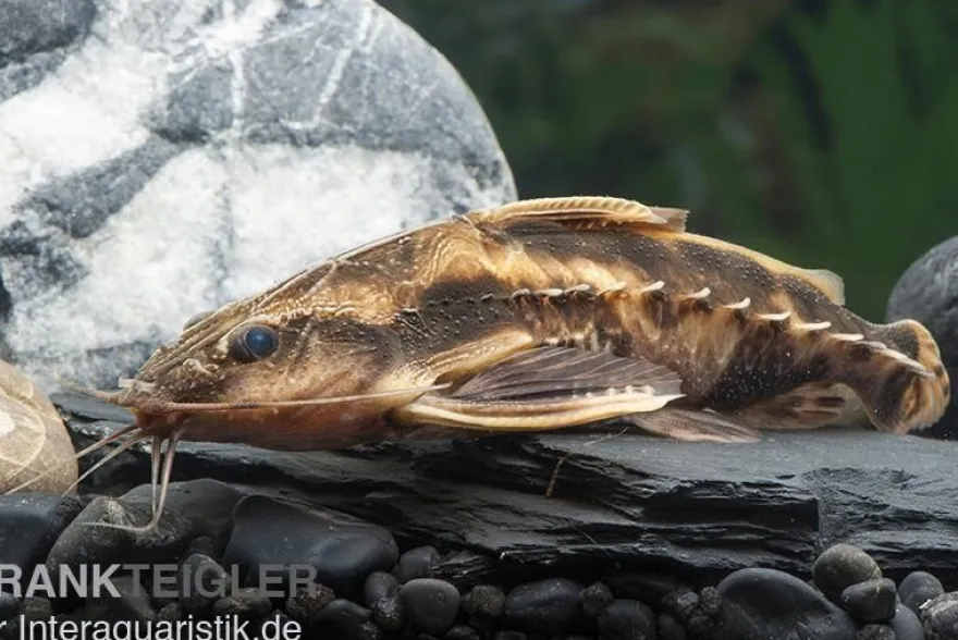 Schneckendornwels, Megalodoras irwini (Megalodoras uranoscopus)