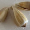 Schneckenhaus glatt, beige-braun, 4-7 cm, 3 Stück