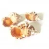 Schneckenhaus Zebra, beige, 4-7 cm, 3 Stück