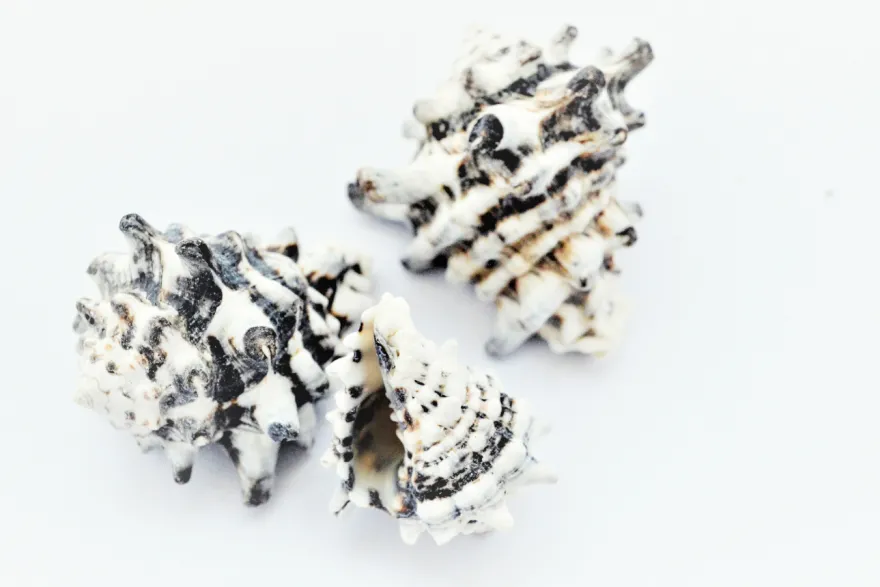 Schneckenhaus Zebra, dunkel, 4-7 cm, 3 Stück