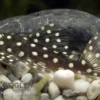 Schneeball-Prachtharnischwels, L142 (LDA 33), Baryancistrus spec. Snowflake