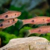 Schönflossenbärbling, Rasbora kalochroma