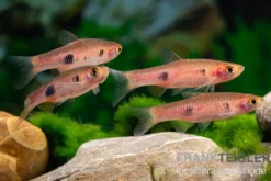 Schönflossenbärbling, Rasbora kalochroma