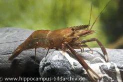 Schokogarnele, Macrobrachium dayanum (Großarmgarnele), DNZ