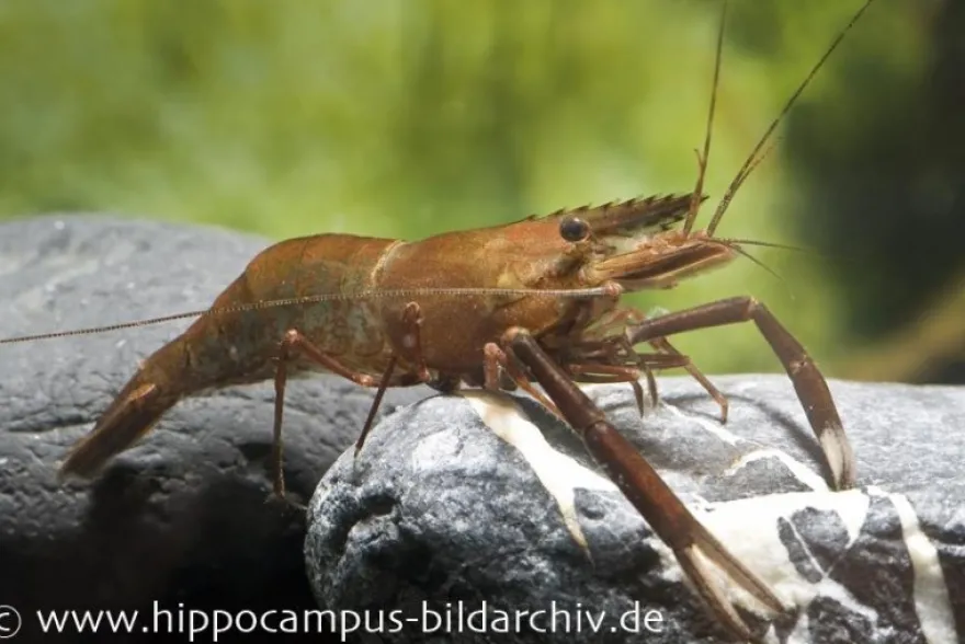 Schokogarnele, Macrobrachium dayanum (Großarmgarnele), DNZ