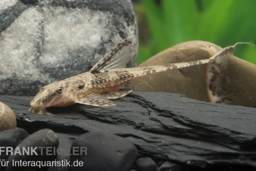 Schokoladenbrauner Hexenwels, Rineloricaria lanceolata, 5-6 cm