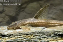 Schokoladenbrauner Hexenwels, Rineloricaria lanceolata, 5-6 cm