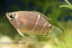 Schokoladengurami, Sphaerichthys osphromenoides