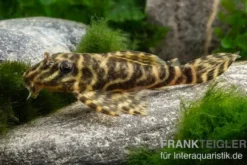 Schokoladen-Zebrawels, L270, Hypancistrus sp.
