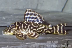 Schokoladen-Zebrawels, L270, Hypancistrus sp.