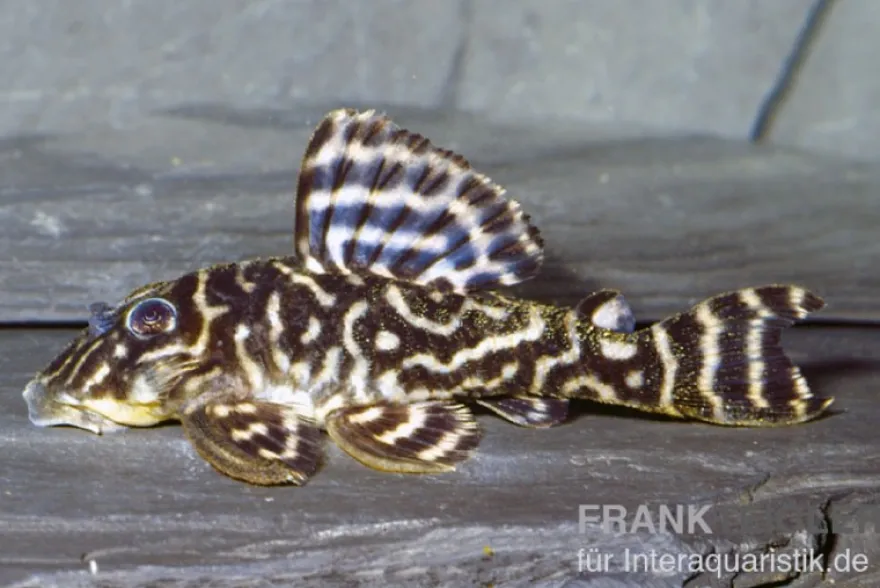 Schokoladen-Zebrawels, L270, Hypancistrus sp.