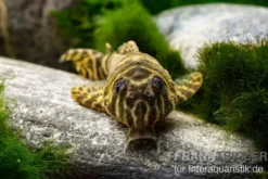 Schokoladen-Zebrawels, L270, Hypancistrus sp.