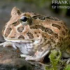 Schoko-Pacman-Frog, Ceratophrys cranwelli chocolate