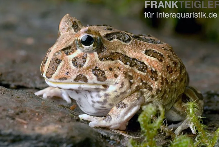 Schoko-Pacman-Frog, Ceratophrys cranwelli chocolate
