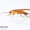 Schokoschaben, Shelfordella tartara, Futterinsekten