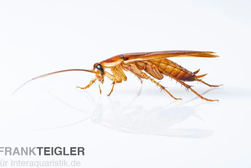 Schokoschaben, Shelfordella tartara, Futterinsekten