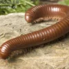 Schokotausendfüßer, Ophistreptus guineensis