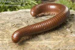 Schokotausendfüßer, Ophistreptus guineensis