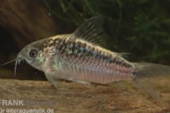 Schraffierter Panzerwels, Corydoras elegans Brazil