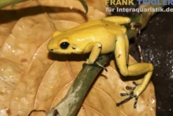 Schrecklicher Pfeilgiftfrosch, Phyllobates terribilis