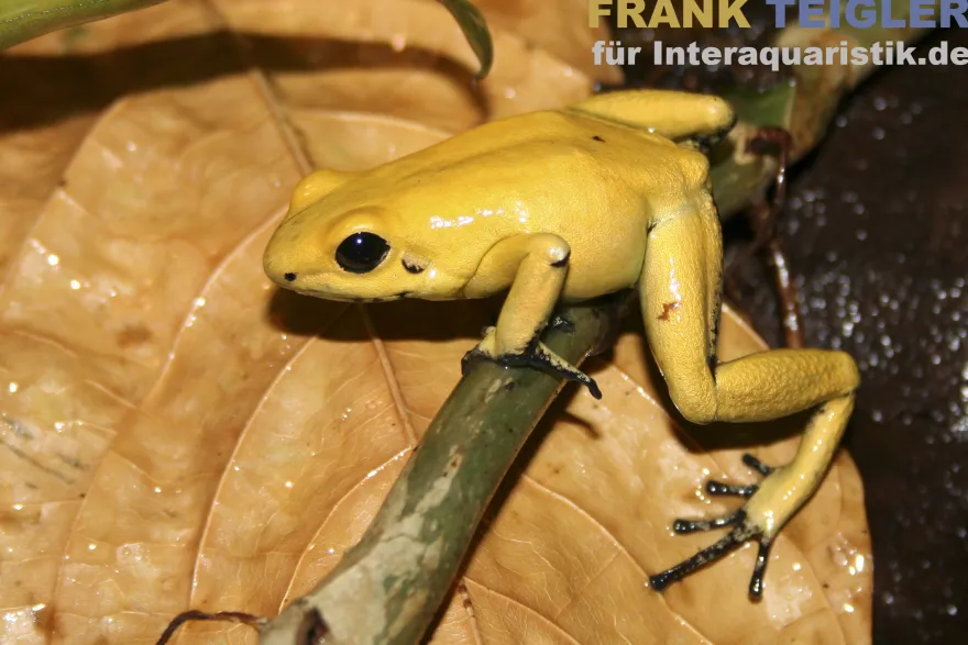 Schrecklicher Pfeilgiftfrosch, Phyllobates terribilis