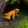 Schrecklicher Pfeilgiftfrosch „Black Föös Tesoros“, Phyllobates terribilis