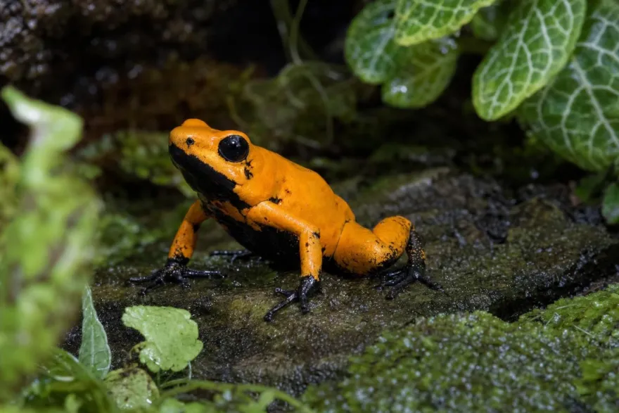 Schrecklicher Pfeilgiftfrosch „Black Föös Tesoros“, Phyllobates terribilis
