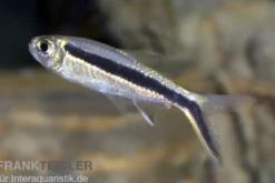 Schrägschwimmer, Thayeria boehlkei