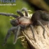 Schroeders Rotfuß-Vogelspinne, Brachypelma schroederi
