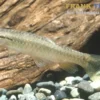 Schuppenflecksalmler, Pyrrhulina brevis