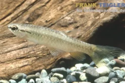 Schuppenflecksalmler, Pyrrhulina brevis