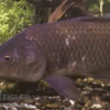 Schuppenkarpfen, Cyprinus carpio, 10-12 cm